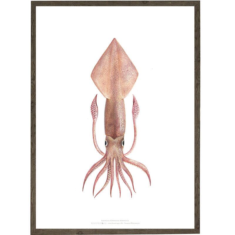 SQUID ART PRINT CHOOSE SIZE ART POSTERS 13.46 POSTERS